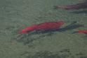 0309  Red Salmon  v tahu na Delta River